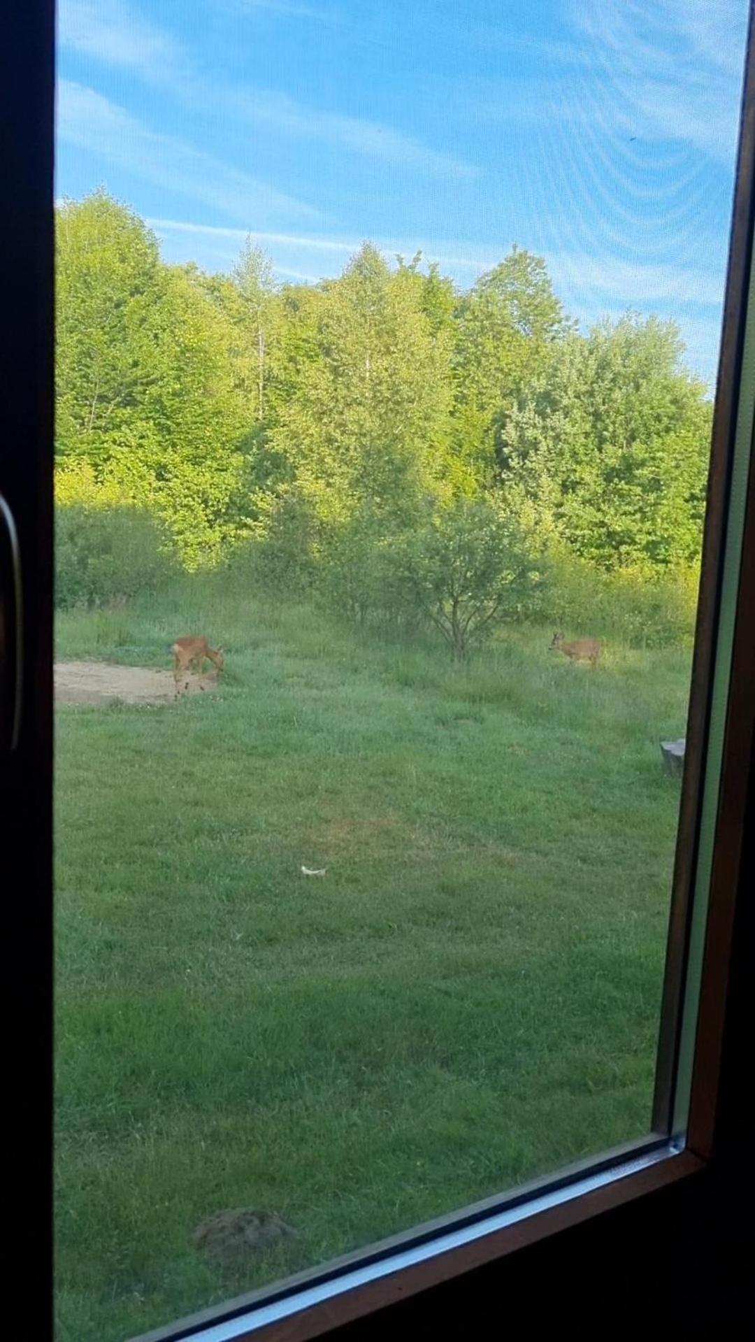 Valea Vistisoarei Villa Vistisoara Dış mekan fotoğraf